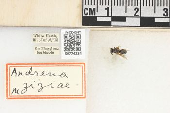 Media type: image;   Entomology 774234 Aspect: Labels